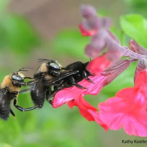 Two male carpenter bees, Xylocopa tabaniformis orpifex, with a female on salvia. (Photo by Kathy Keatley Garvey)