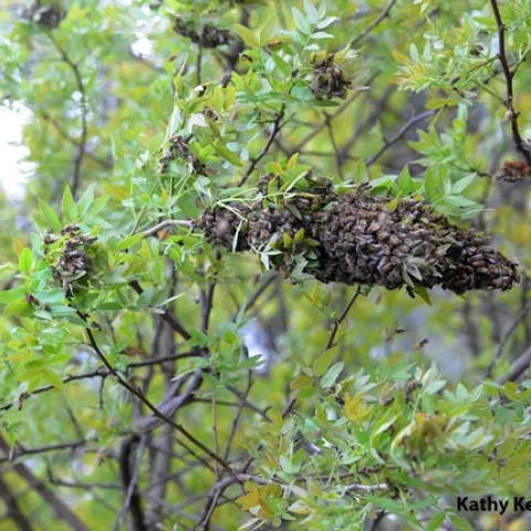 Honey bee swarm on the Harry H. Laidlaw Jr. Honey Bee Facility grounds on Friday the 13th. (Photo by Kathy Keatley Garvey)