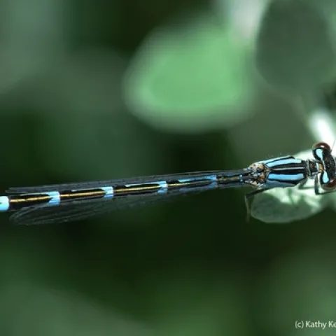 Common blue damselfly. (Photo by Kathy Keatley Garvey)