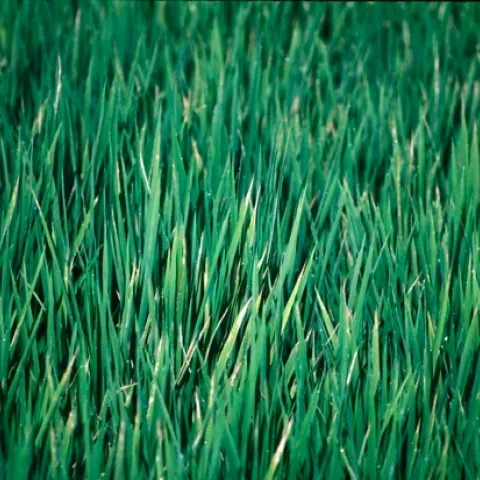 Field K defficiency (2)