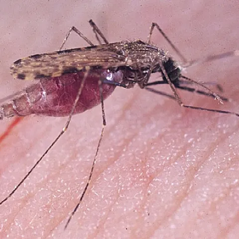 Anopheles gambiae, also known as the malaria mosquito. (Photo by medical entomologist Anthony Cornel, UC Davis associate professor)