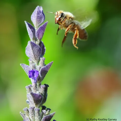 Honey bee in flight, heading toward a lavender blossom. Note the varroa mite on her head. (Photo by Kathy Keatley Garvey)