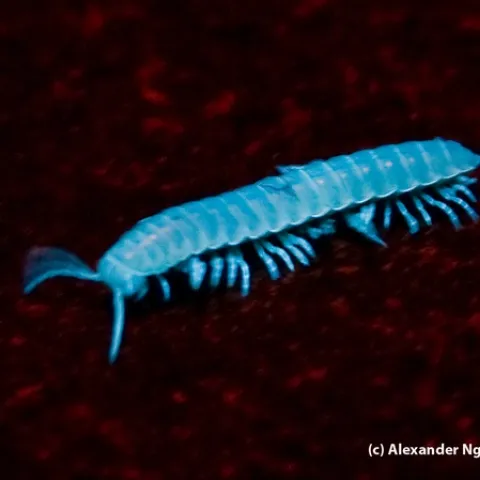 This millipede (Xystocheir dissecta) glows under ultraviolet light. Alexander Nguyen of the UC Davis Entomology Club captured this image on Alcatraz, during one of UC Davis forensic entomologist Robert Kimsey's field trips.