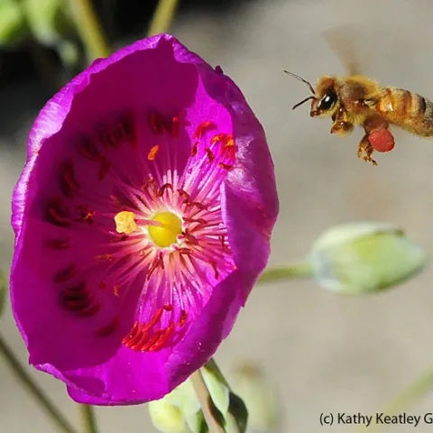Honey bee packing red pollen from rockpurslane. (Photo by Kathy Keatley Garvey)
