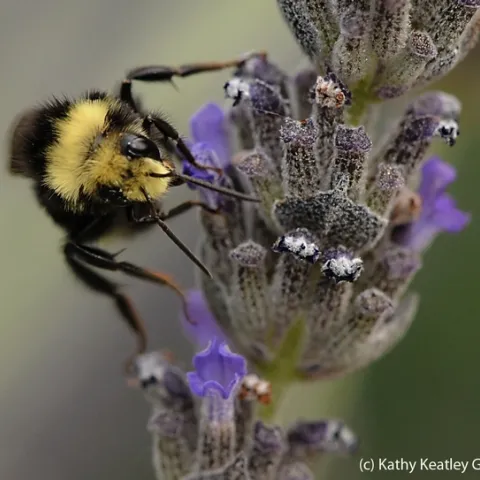 Yellow-faced bumble bee nectaring lavender. (Photo by Kathy Keatley Garvey)