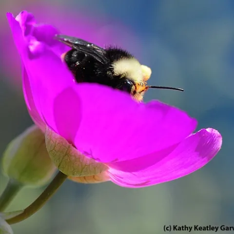 ORNAMENTAL--A bumble bee visiting a rock purslane. (Photo by Kathy Keatley Garvey)