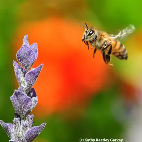 Italian honey bee heading toward lavender. (Photo by Kathy Keatley Garvey)