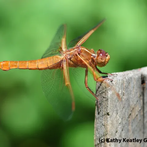 Flame skimmer perched on a tomato plant-stake. (Photo by Kathy Keatley Garvey)