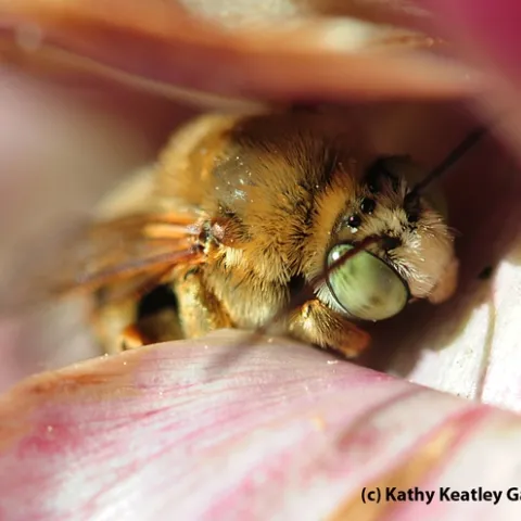 Long-horned sunflower bee tucked in a flowering artichoke. (Photo by Kathy Keatley Garvey)