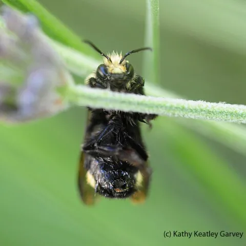 Male yellow-faced bumble bee, Bombus vosnesenskii, appears to be doing a chin up. (Photo by Kathy Keatley Garvey)