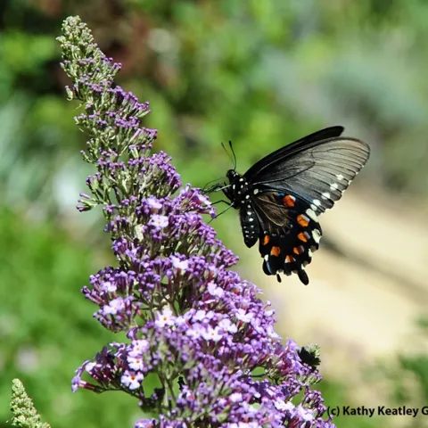 Pipevine swallowtail visiting the Storer Garden, UC Davis. (Photo by Kathy Keatley Garvey)