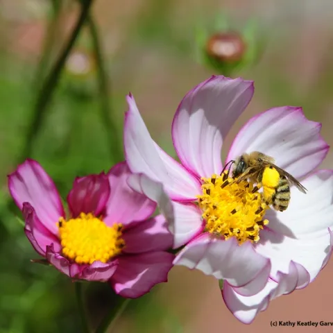 Sunflower bee (Svastra spp.) foraging on cosmos. (Photo by Kathy Keatley Garvey)