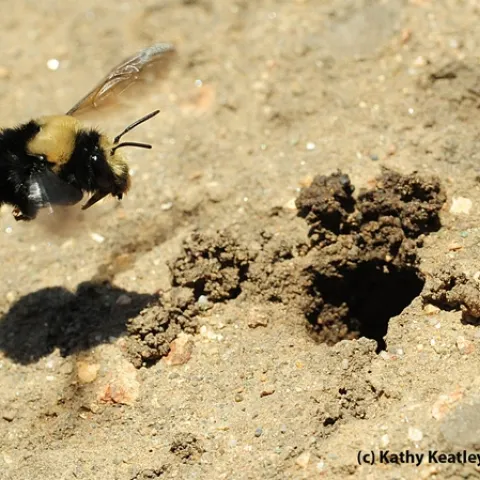 Female digger bee, Anthophora bomboides stanfordiana, heads for her nest. (Photo by Kathy Keatley Garvey)