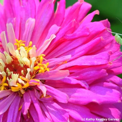 Honey bee nectars a zinnia, unaware of a predator eyeing her every move. (Photo by Kathy Keatley Garvey)
