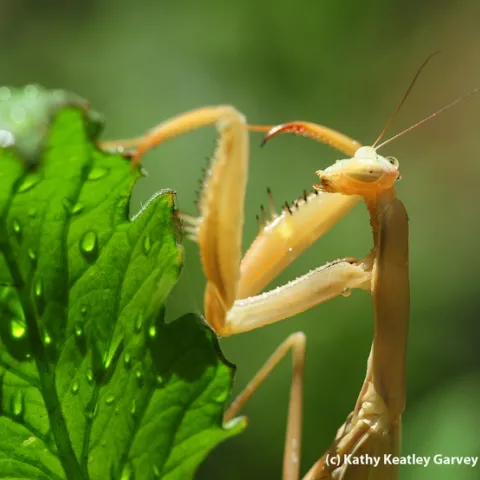 Praying mantis on a watered tomato plant. (Photo by Kathy Keatley Garvey)