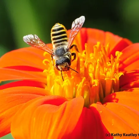 Female leafcutting bee, Megachile fidelis, foraging on a Mexican sunflower. (Photo by Kathy Keatley Garvey)