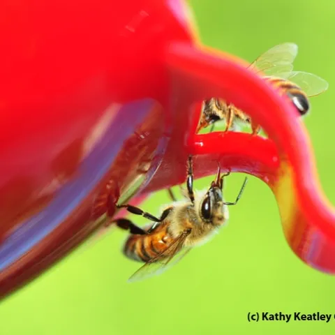 Honey bees licking the surface of a hummingbird feeder. (Photo by Kathy Keatley Garvey)