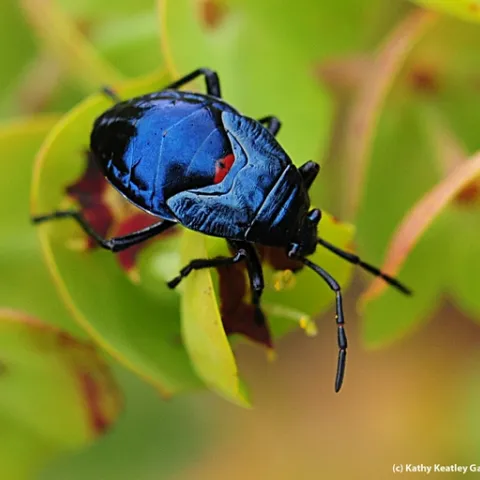 Close-up of a bordered plant bug, family Largidae. (Photo by Kathy Keatley Garvey)