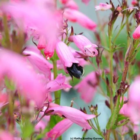 Yellow-faced bumble bee (Bombus vosnesenskii) crawls inside a penstemon, "Evelyn." (Photo by Kathy Keatley Garvey)