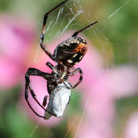 Freeloader fly sharing a meal with a spider. (Photo by Kathy Keatley Garvey)