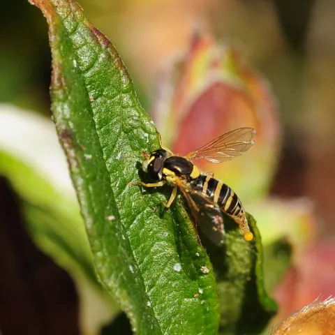 Syrphid fly (female Sphaerophoria), as identified by senior insect biosystematist Martin Hauser of the CDFA. (Photo by Kathy Keatley Gavrey)