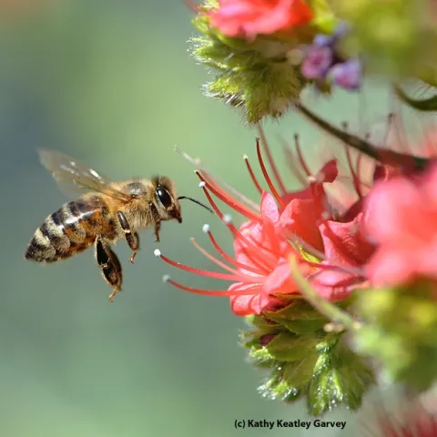 Honey bee heading toward tower of jewels (Echium wildpretii). (Photo by Kathy Keatley Garvey)