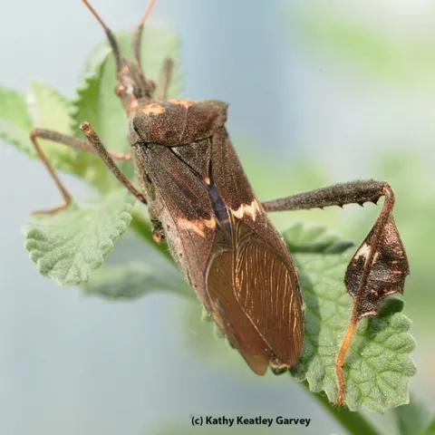 Close-up of leaffooted bug. (Photo by Kathy Keatley Garvey)