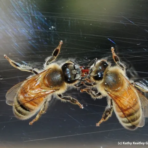 Worker bees--sisters--sharing nectar at the Harry H. Laidlaw Jr. Honey Bee Research Facility at the University of California, Davis. (Photo by Kathy Keatley Garvey)