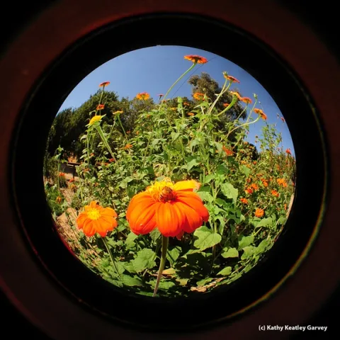 Fisheye of Mexican sunflowers (Tithonia) in the Haagen-Dazs Honey Bee Haven. (Photo by Kathy Keatley Garvey)