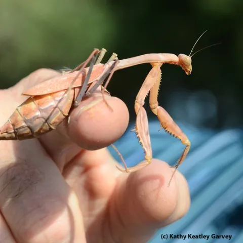 Pregnant praying mantis. (Photo by Kathy Keatley Garvey)