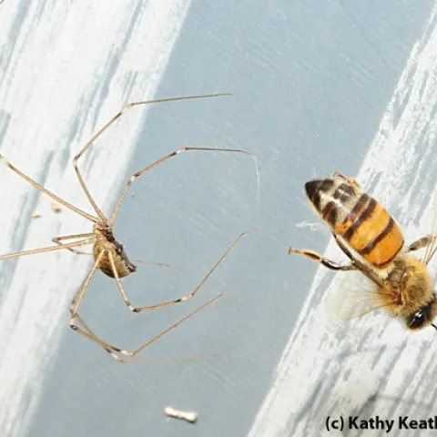 Honey bee is snared in the web of a garden spider. (Photo by Kathy Keatley Garvey)