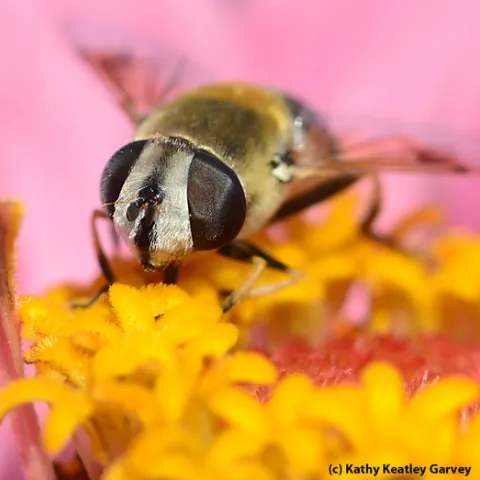 Close-up of a fly, genus Eristalis, on a flower. (Photo by Kathy Keatley Garvey)