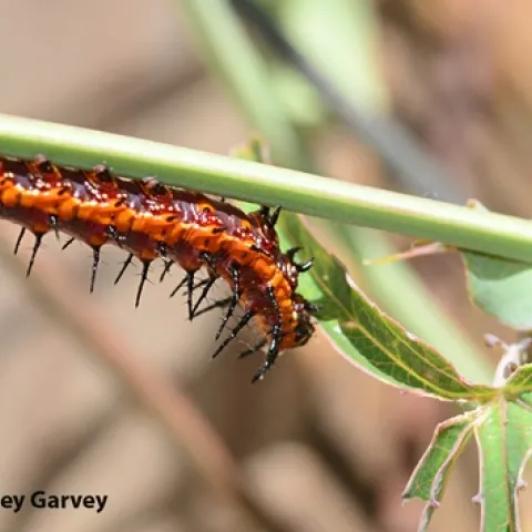 Gulf Fritillary (Agraulis vanilla) heads for a tasty leaf on a passion flower vine. (Photo by Kathy Keatley Garvey)