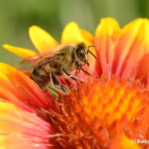 Honey bee on a blanket flower, Gaillardia. (Photo by Kathy Keatley Garvey)
