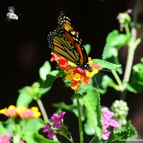 Monarch butterfly nectaring lantana, while a digger bee, Anthophora urbana, heads toward it. (Photo by Kathy Keatley Garvey)