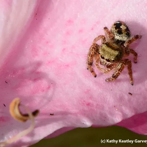A jumping spider on a pink rose soaks in some sun. (Photo by Kathy Keatley Garvey)