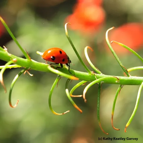Seven-spotted lady beetle on a California fuchsia. (Photo by Kathy Keatley Garvey)