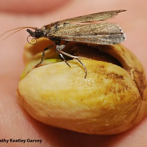 Navel orangeworms lay their eggs in almonds, pistachios and walnuts, with the resulting caterpillars (larvae) causing major damage. This is an adult on a pistachio. (Photo by Kathy Keatley Garvey)