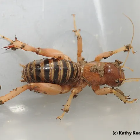 A Jerusalem cricket. (Photo by Kathy Keatley Garvey)