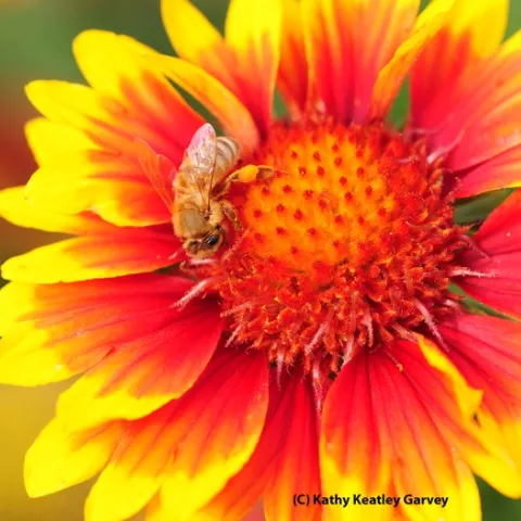 Honey bee on a blanket flower, Galliardia. (Photo by Kathy Keatley Garvey)