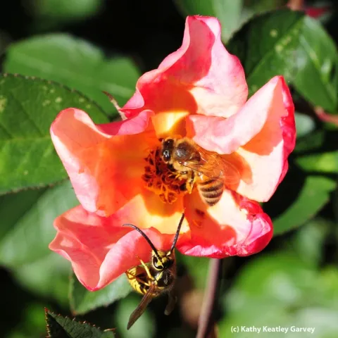 Male yellowjacket heads toward a honey bee. (Photo by Kathy Keatley Garvey)