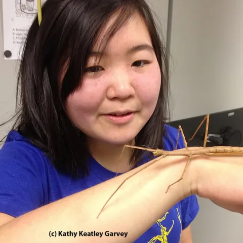 UC Davis undergraduate student Ivana Li with a walking stick. She's an entomologist, an artist, and president of the UC Davis Entomology Club. (Photo by Kathy Keatley Garvey)