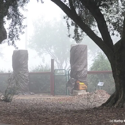 Beneath these weather-protective tarps: bee-box pillars. (Photo by Kathy Keatley Garvey
