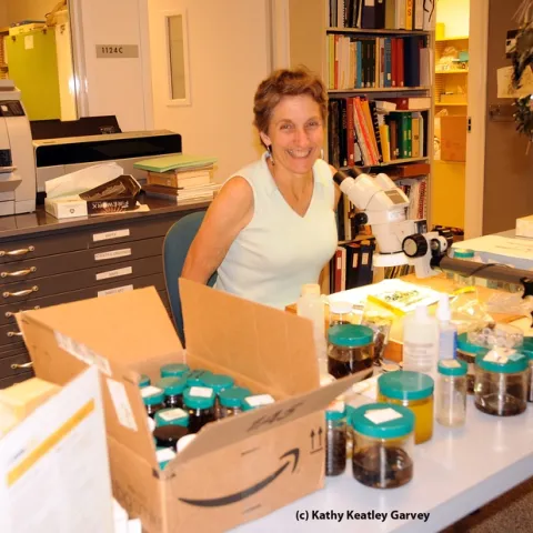 Lynn Kimsey, director of the Bohart Museum of Entomology, in her habitat. (Photo by Kathy Keatley Garvey)