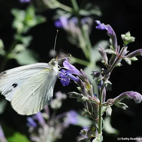 Close-up of cabbage white butterfly in mid-2012. (Photo by Kathy Keatley Garvey)
