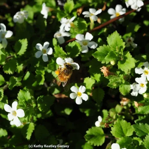 Honey bee foraging in bacopa on grounds of the Benicia Capitol State Historic Park. (Photo by Kathy Keatley Garvey)