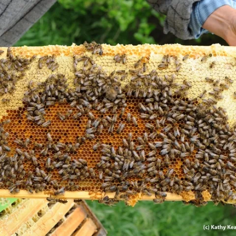 This frame shows healthy bees. (Photo by Kathy Keatley Garvey)