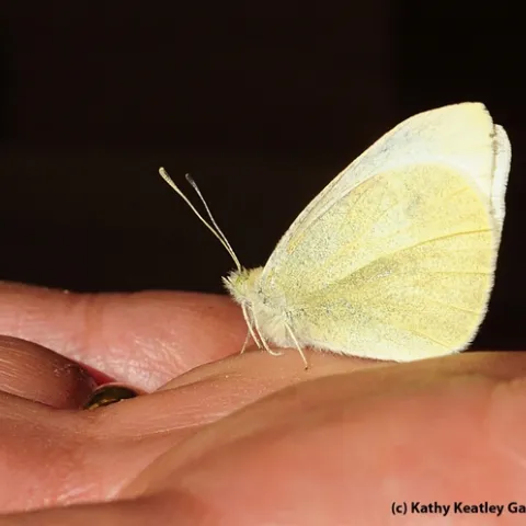 This is the cabbage white butterfly that Art Shapiro collected on President Obama's Inauguration Day, Jan. 21. (Photo by Kathy Keatley Garvey)