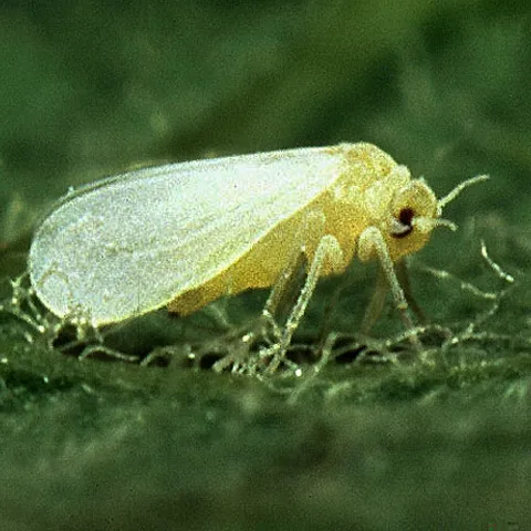 Silverleaf whitefly (Bemisia tabaci). Photo by Scott Baurer, USDA.