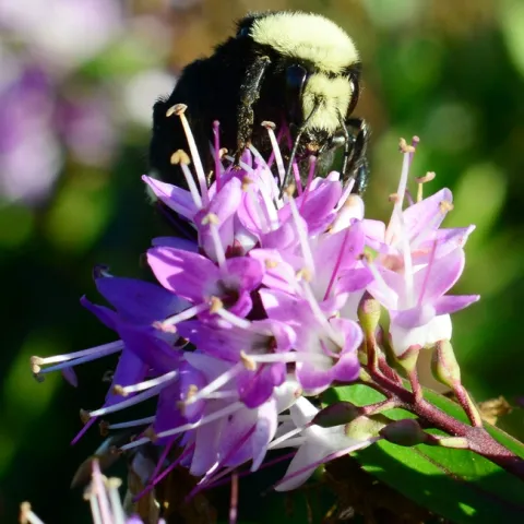 Queen bumble bee nectaring a hebe at the Berkeley marina. (Photo by Kathy Keatley Garvey)